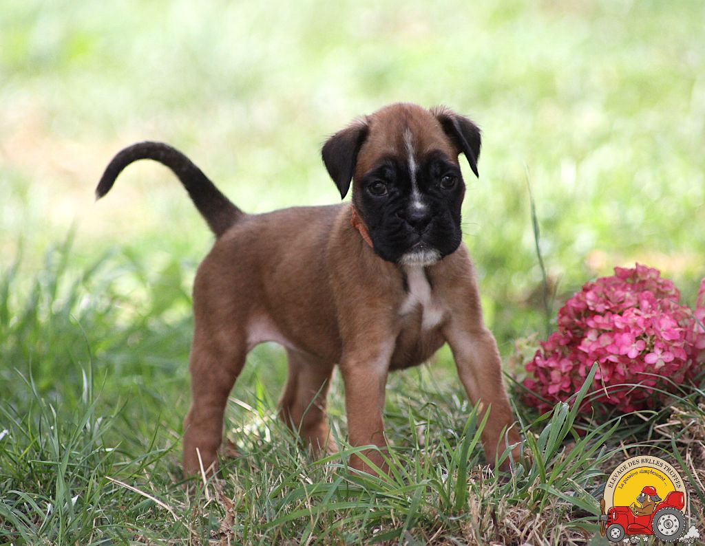 AIMY DES BELLES TRUFFES