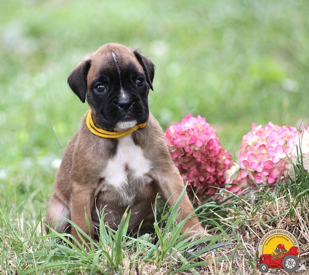 AMBER DES BELLES TRUFFES