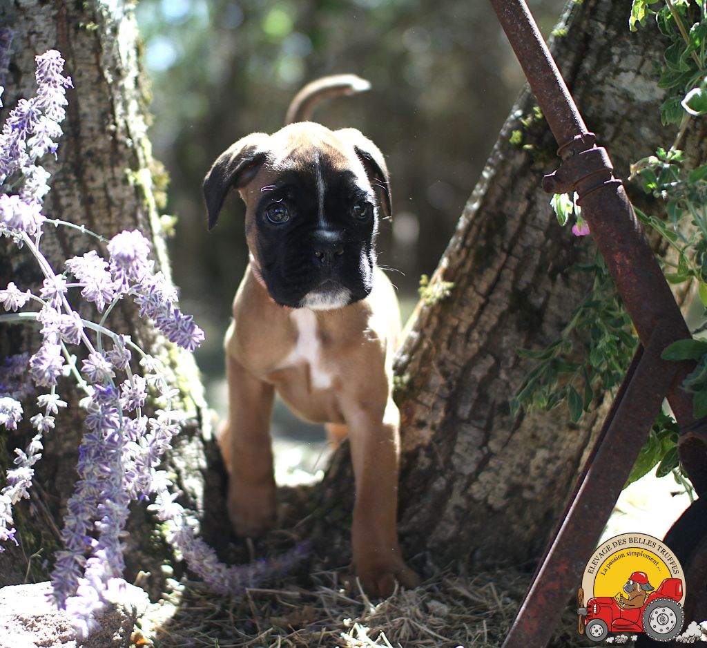 AIMY DES BELLES TRUFFES