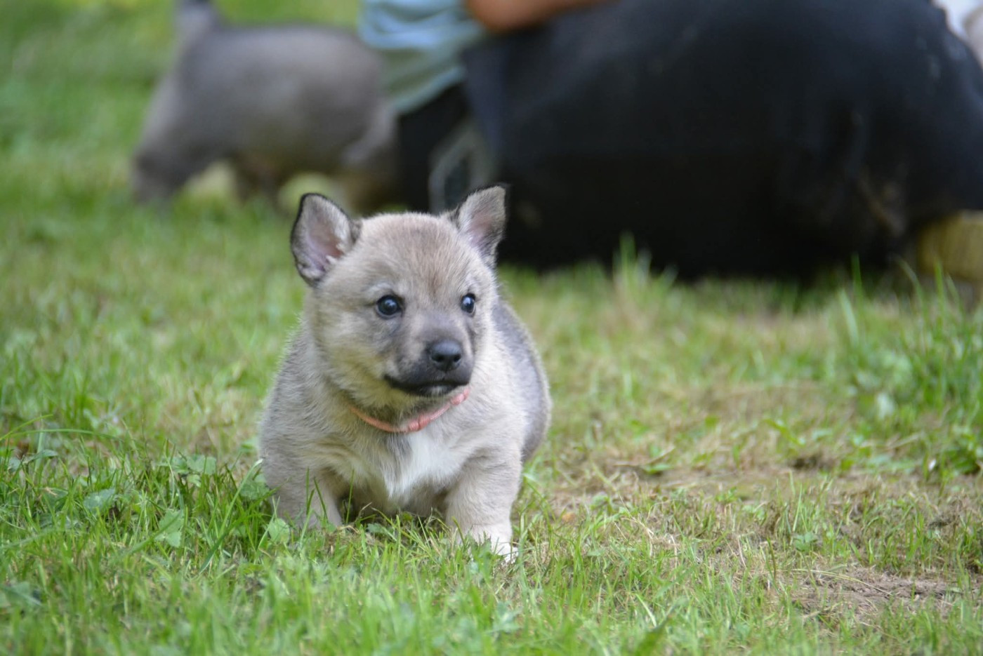 Äsgard Los Nobles Del Norte