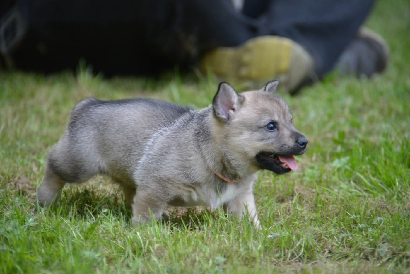 Äsgard Los Nobles Del Norte