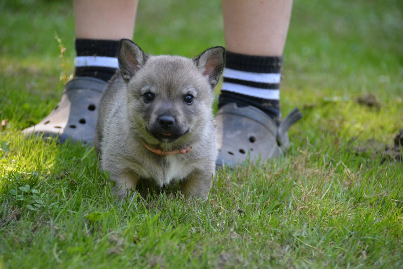 Äsgard Los Nobles Del Norte