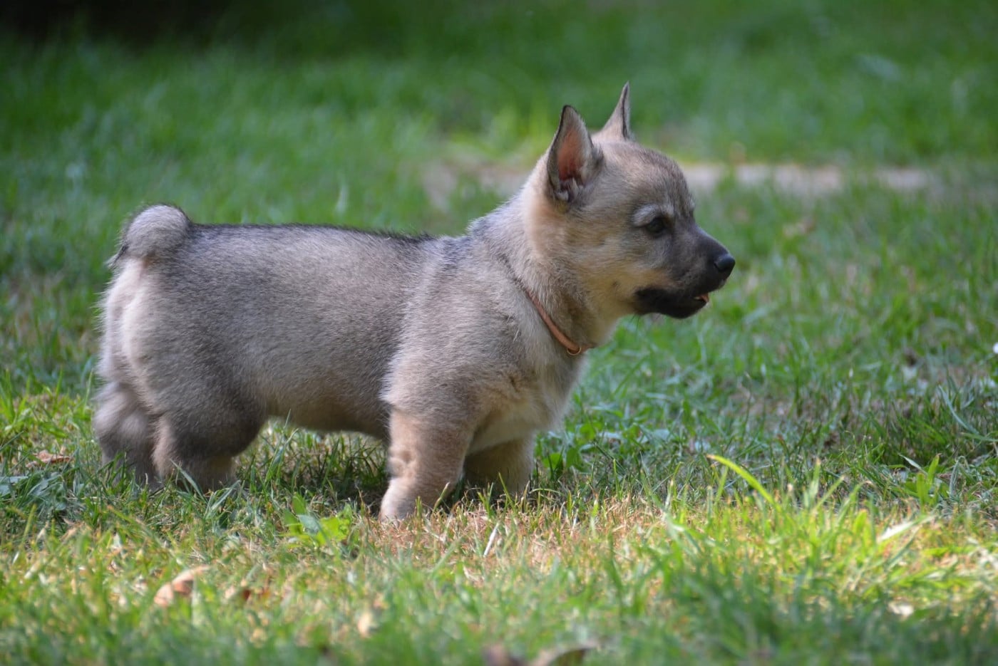 Äsgard Los Nobles Del Norte