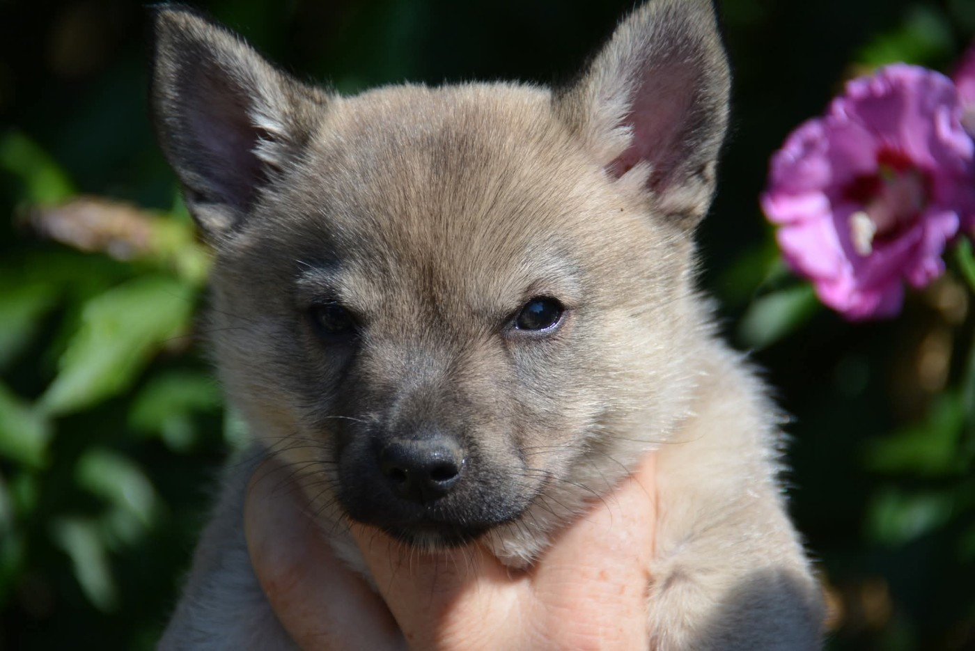 Äsgard Los Nobles Del Norte