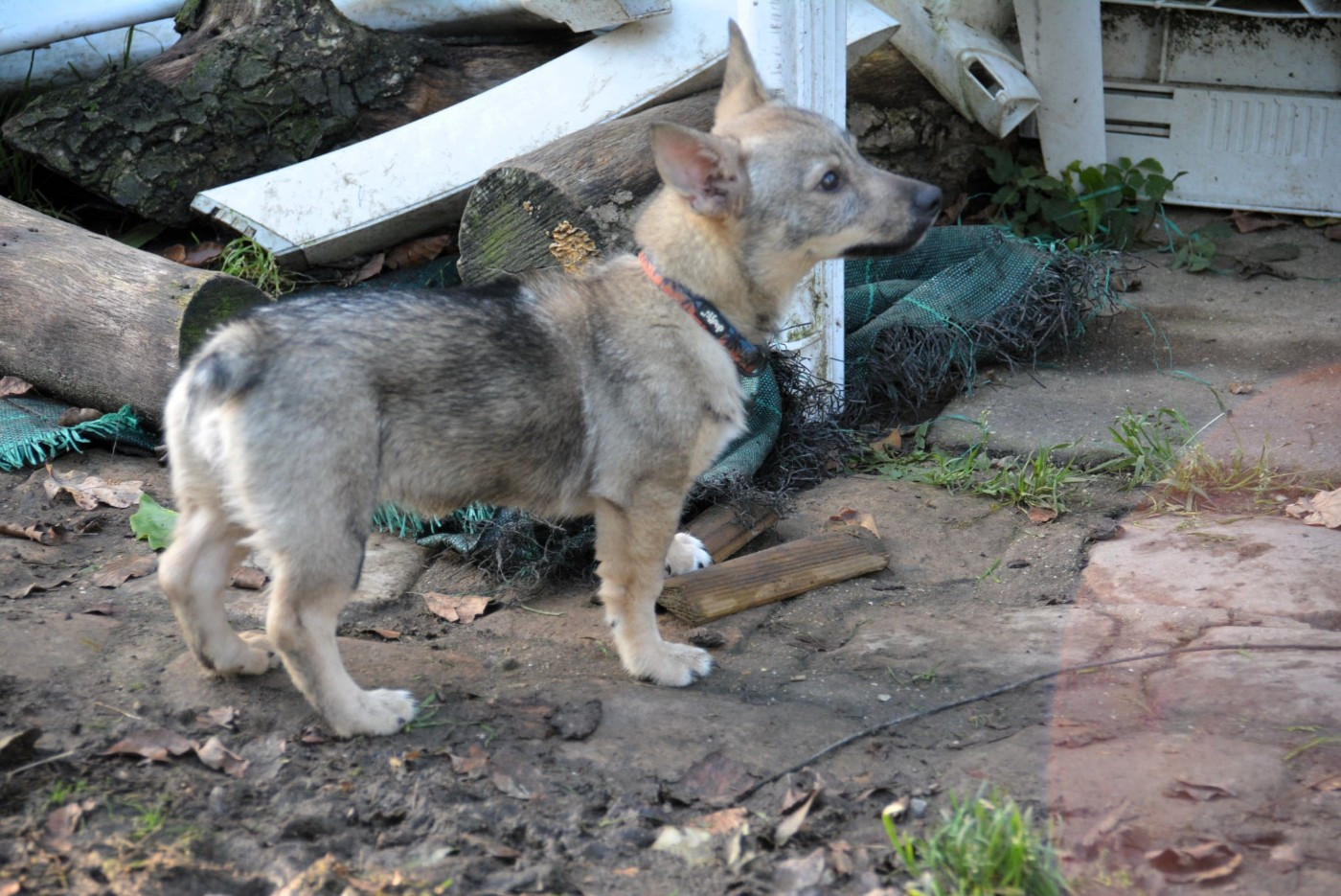 Äsgard Los Nobles Del Norte