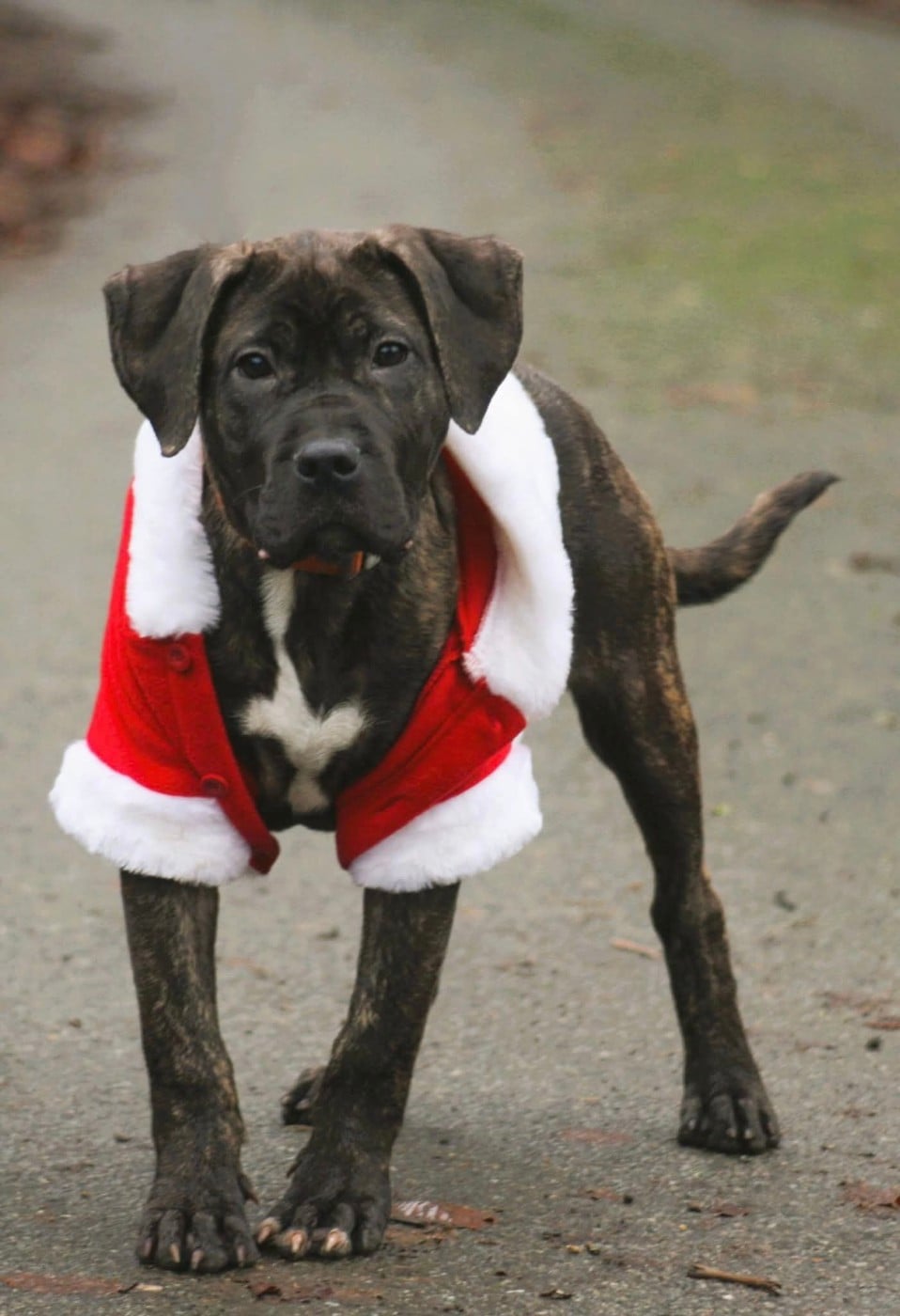 Vados Los Nobles Del Norte