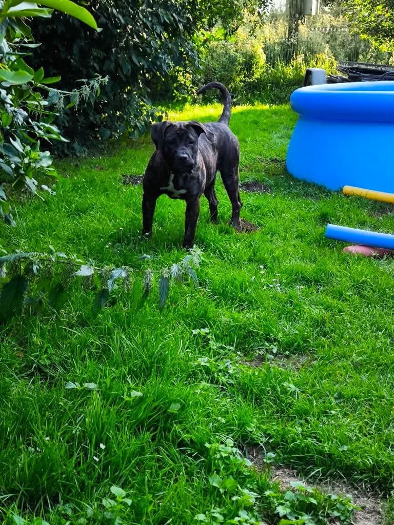 Vados Los Nobles Del Norte