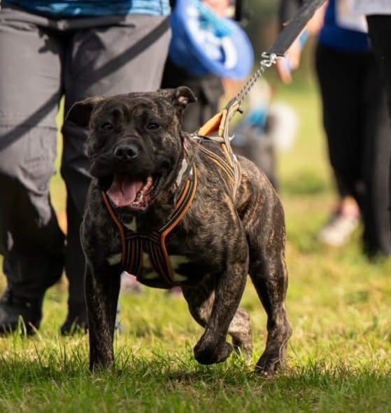 Vados Los Nobles Del Norte