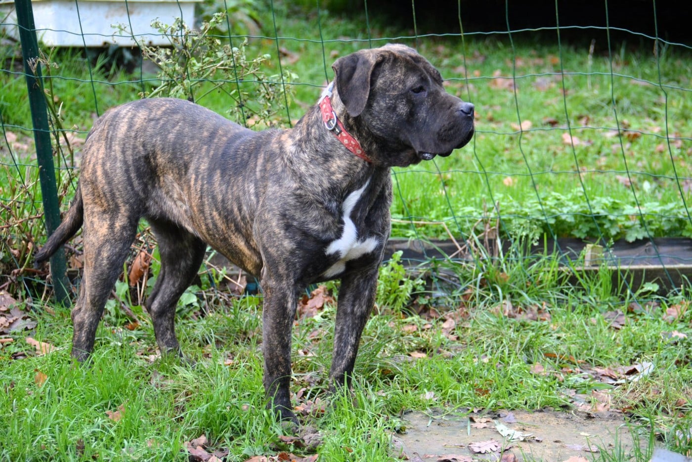 Vados Los Nobles Del Norte