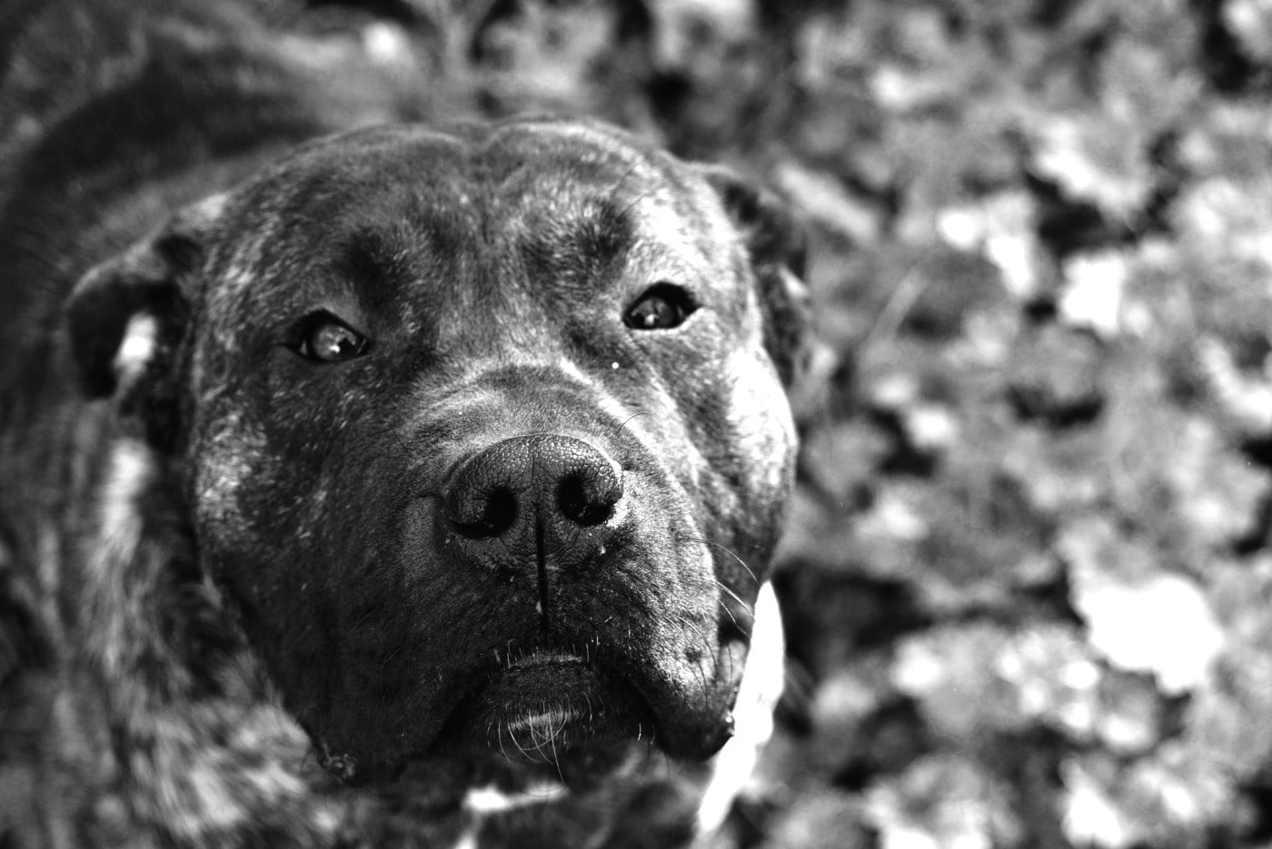 Vados Los Nobles Del Norte