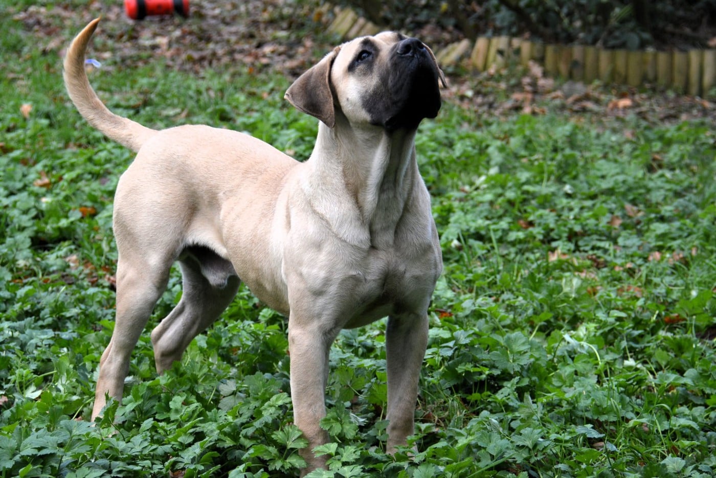 Voodoo Los Nobles Del Norte