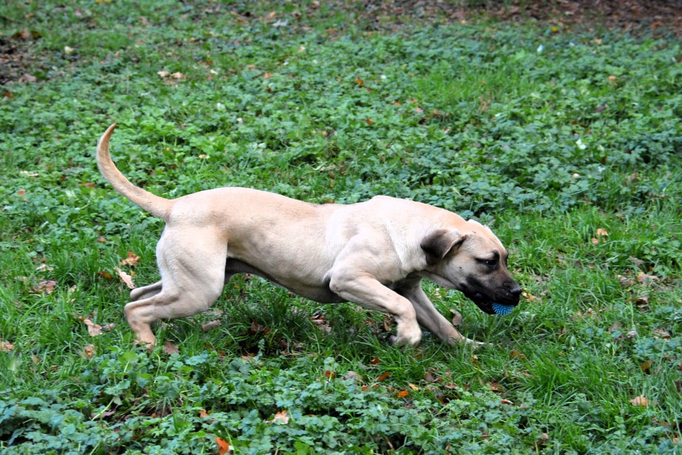 Voodoo Los Nobles Del Norte