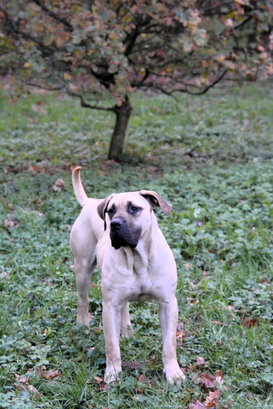 Voodoo Los Nobles Del Norte