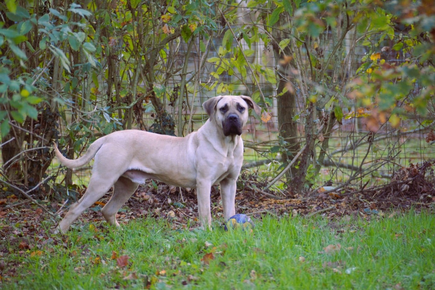 Voodoo Los Nobles Del Norte