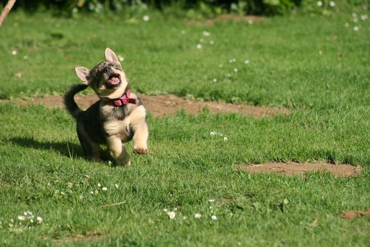 Videl Des coeurs d'alène