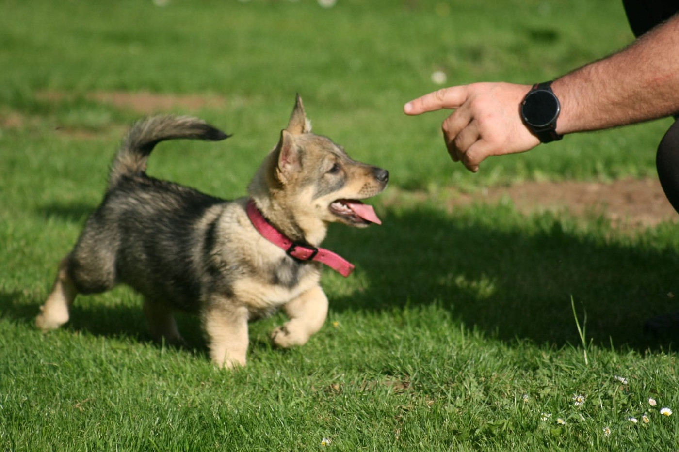 Videl Des coeurs d'alène