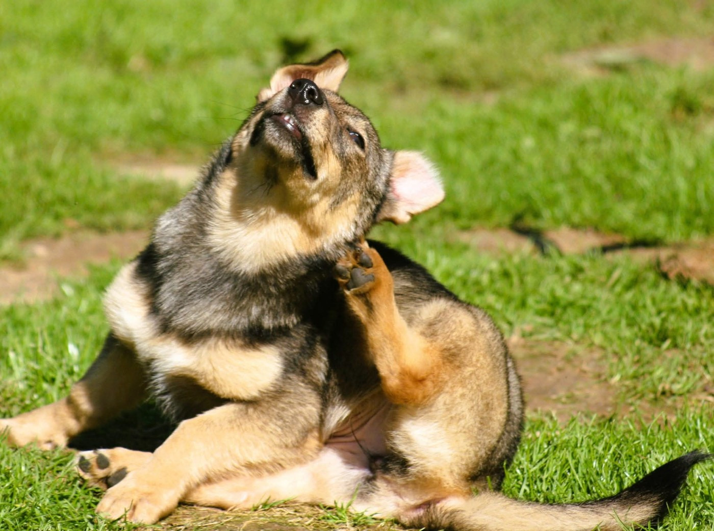 Videl Des coeurs d'alène