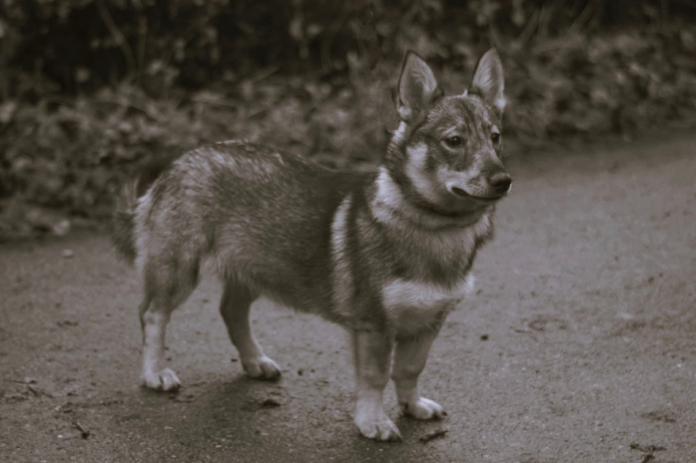 Videl Des coeurs d'alène