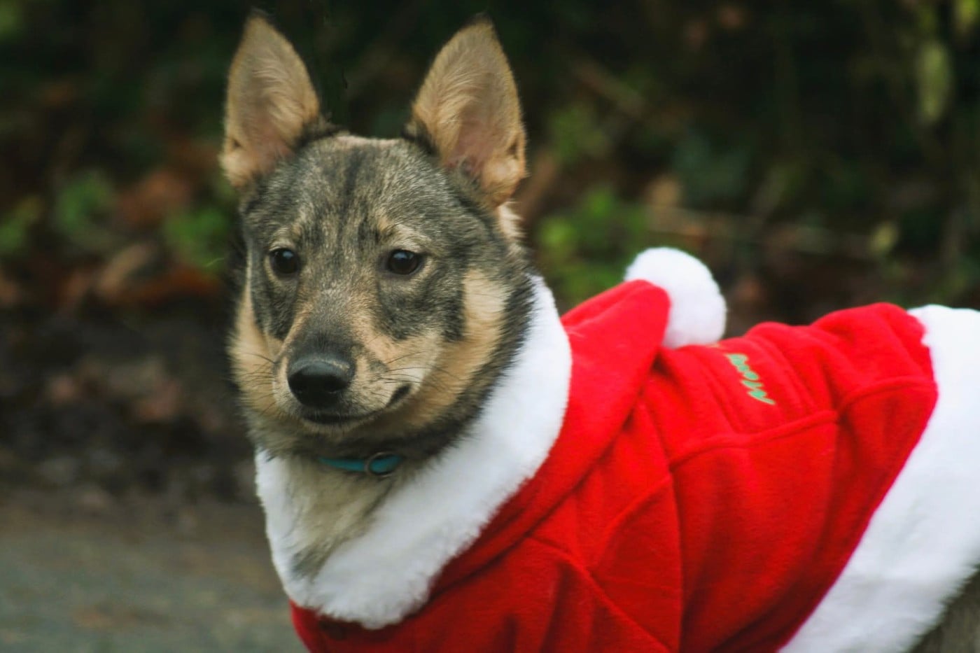 Videl Des coeurs d'alène