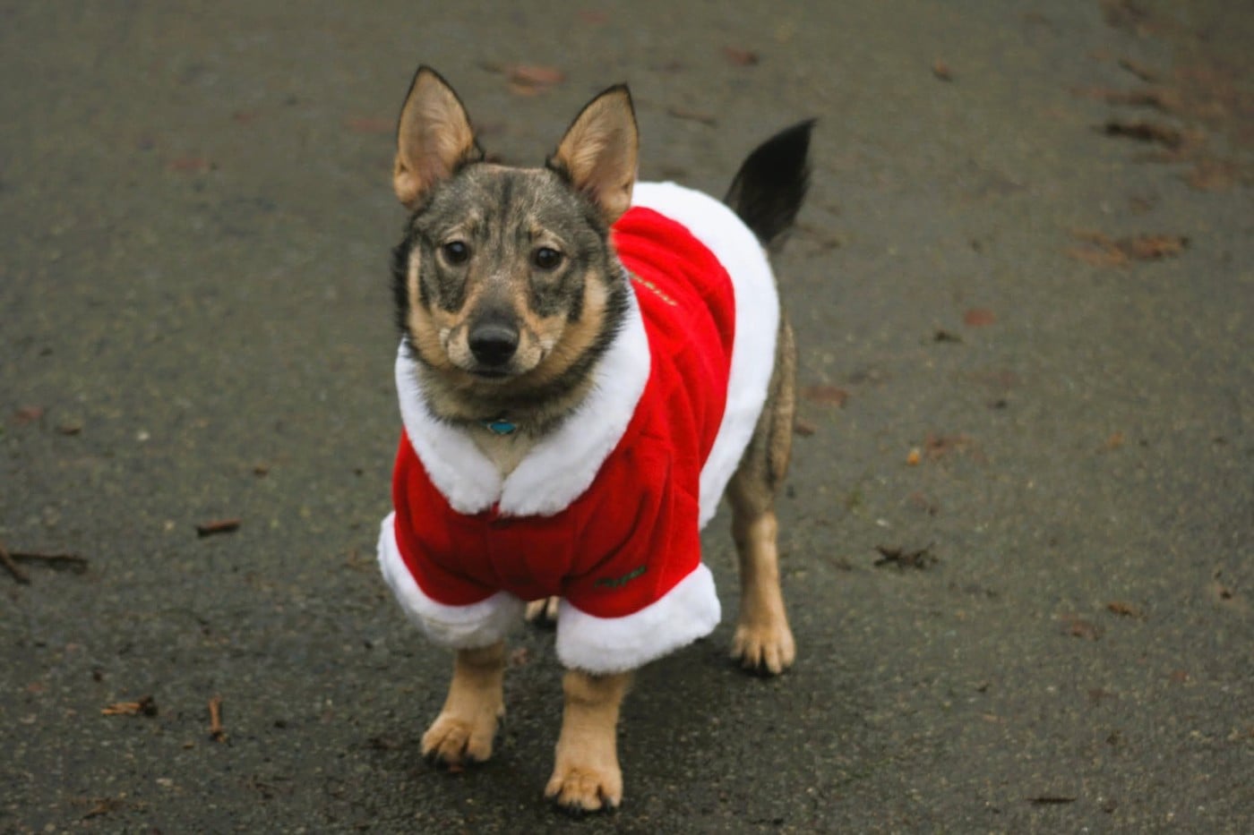Videl Des coeurs d'alène
