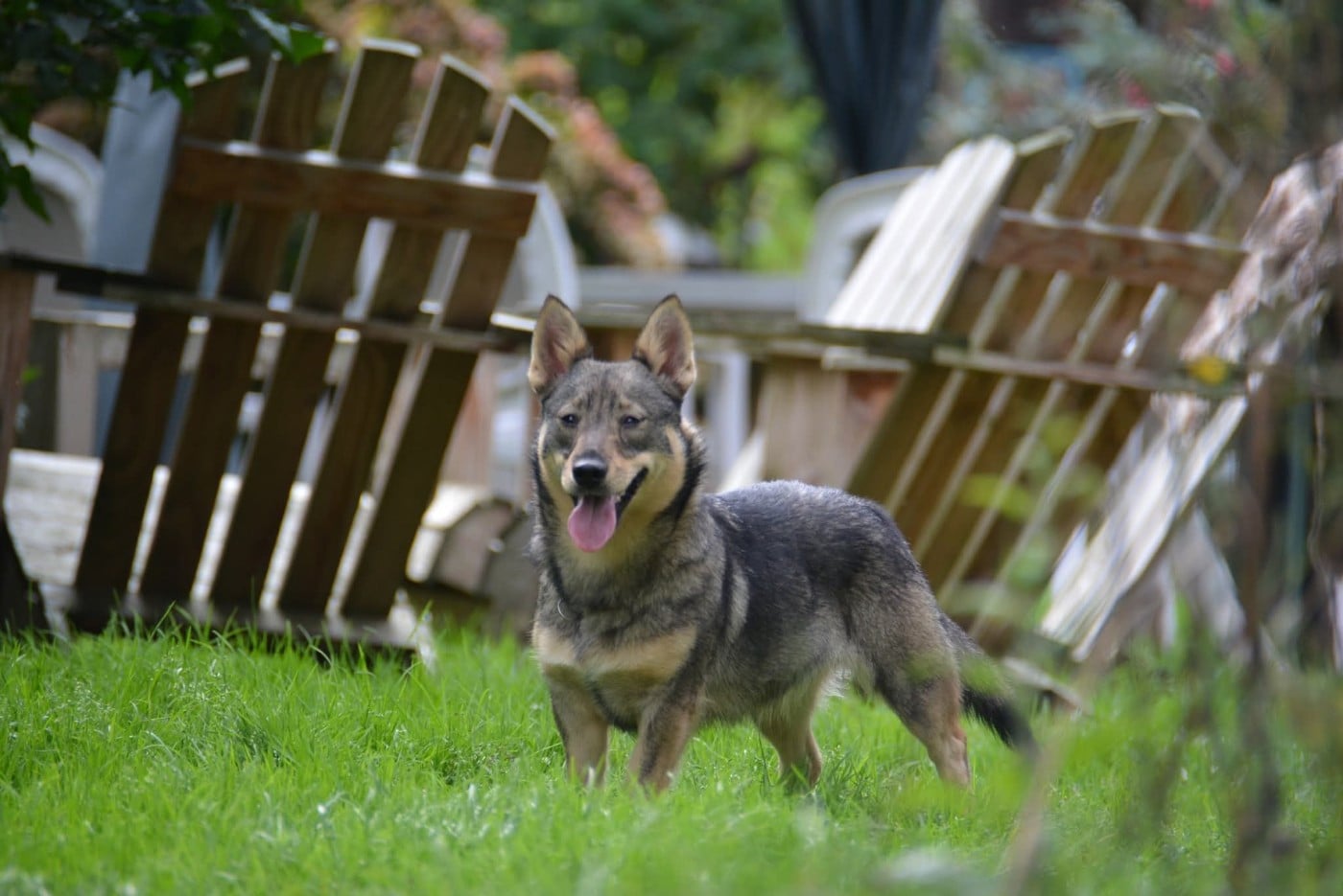 Videl Des coeurs d'alène