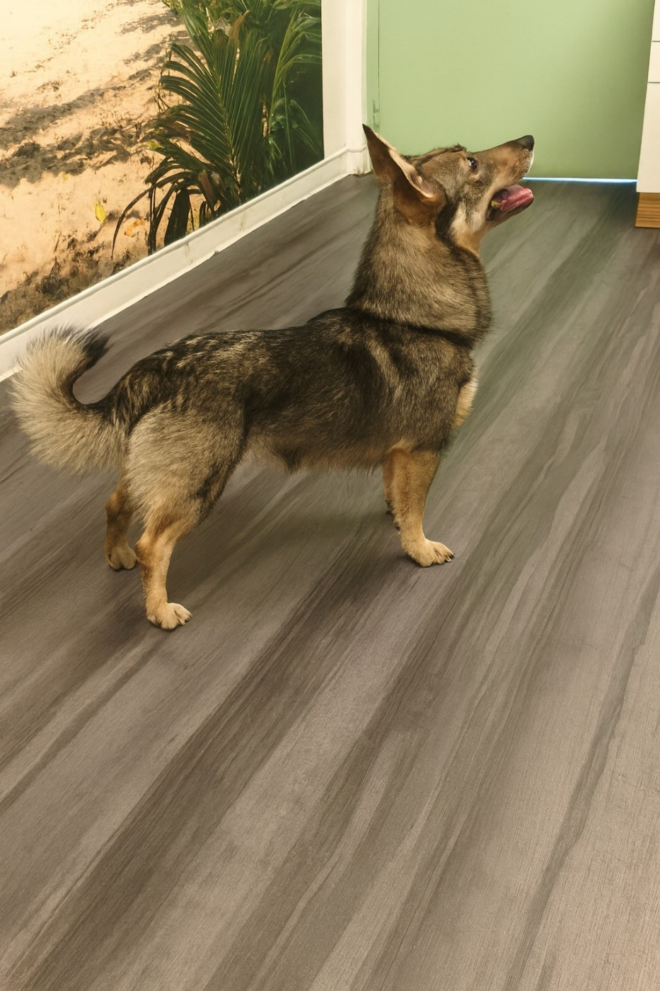 Videl Des coeurs d'alène