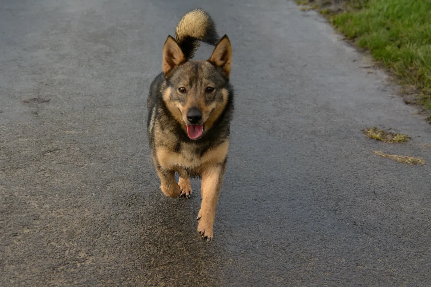 Publication : Los Nobles Del Norte