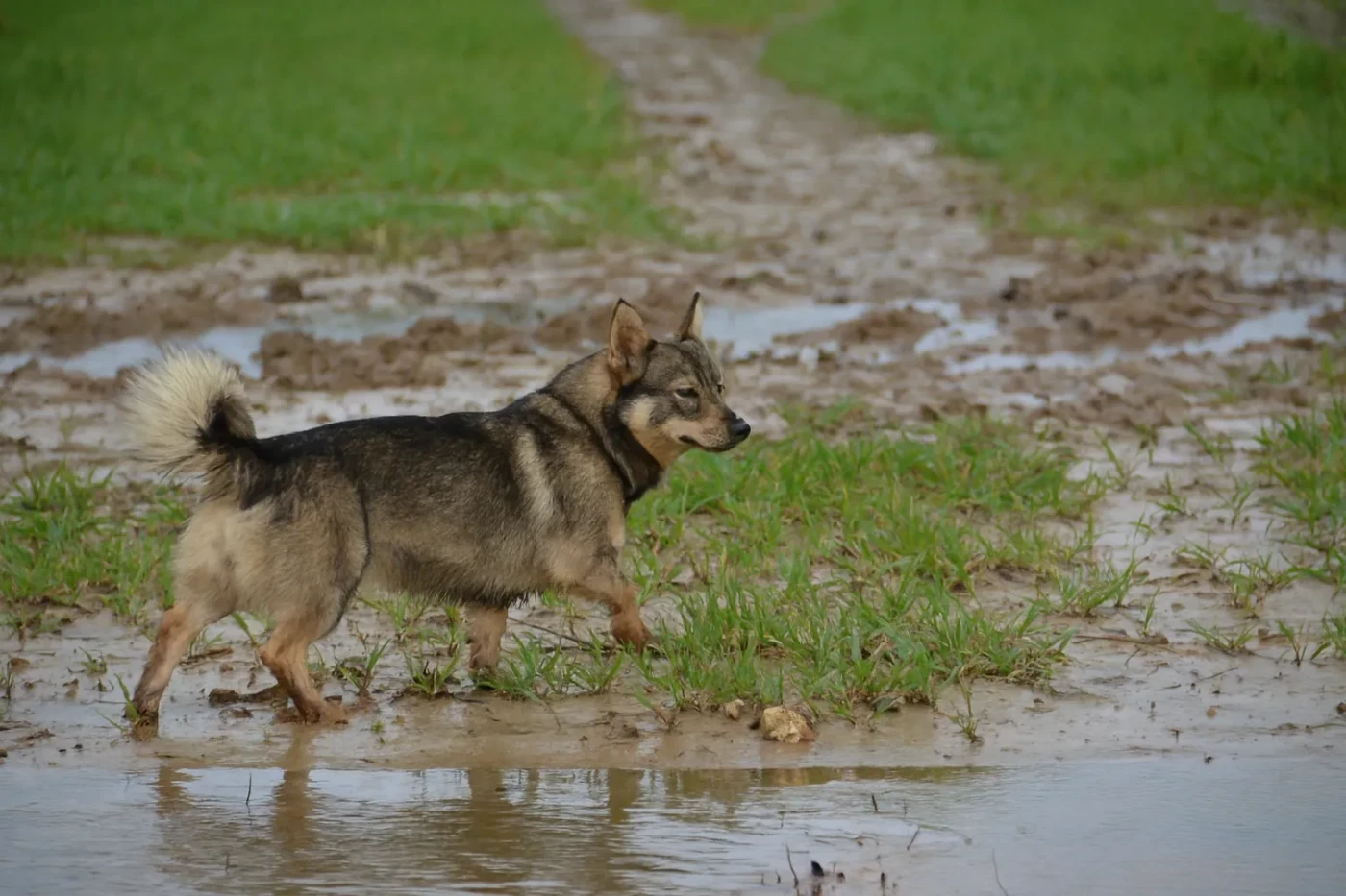 Publication : Los Nobles Del Norte