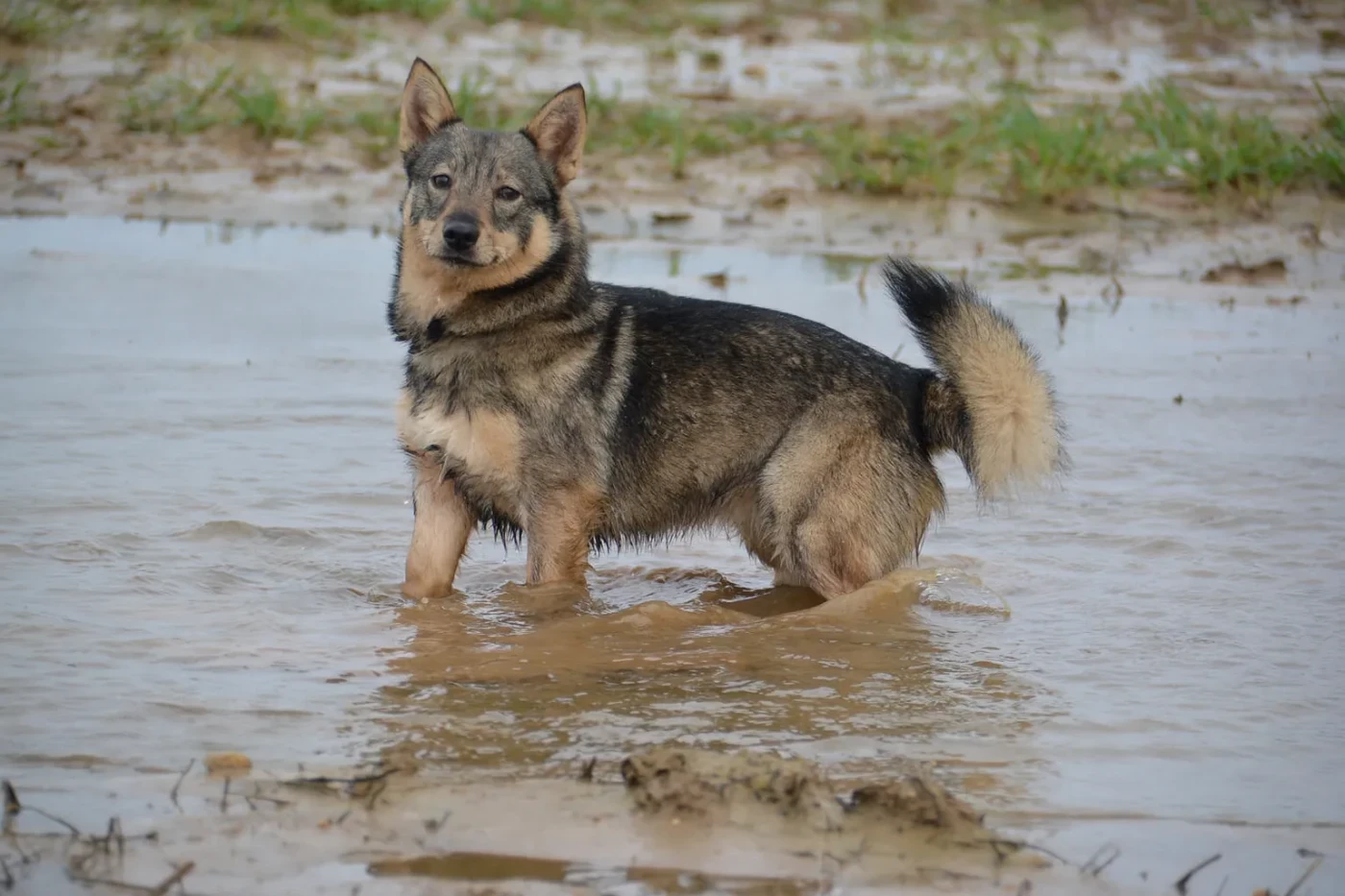 Publication : Los Nobles Del Norte