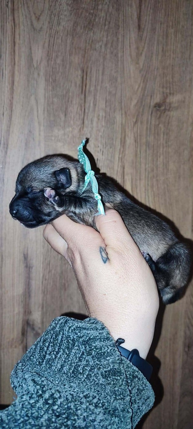 Publication : Los Nobles Del Norte