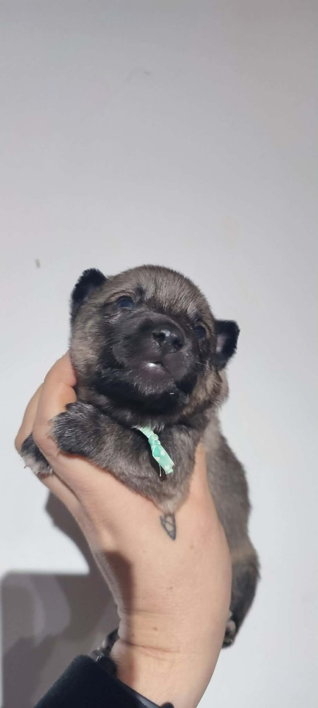 Publication : Los Nobles Del Norte