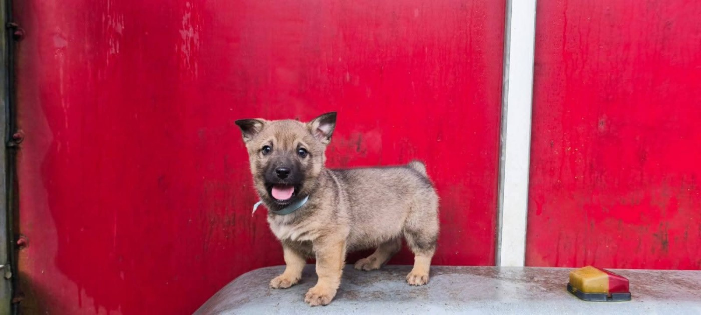 Publication : Los Nobles Del Norte