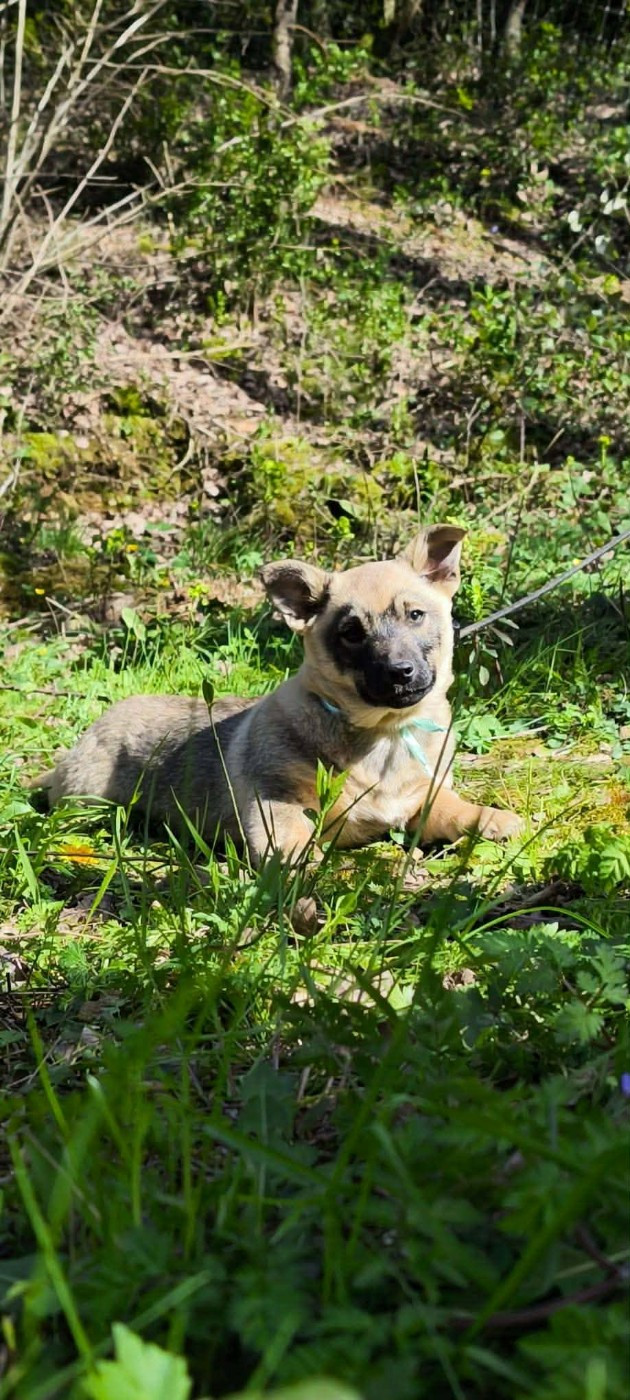 Publication : Los Nobles Del Norte