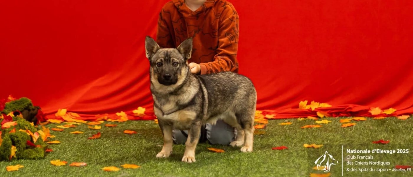 Publication : Los Nobles Del Norte