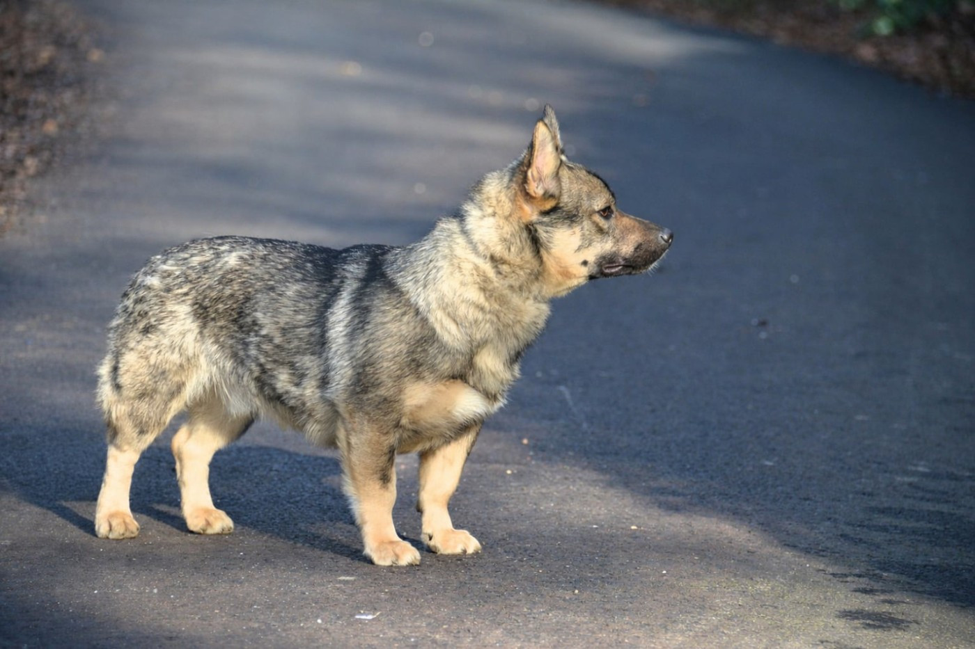 Publication : Los Nobles Del Norte