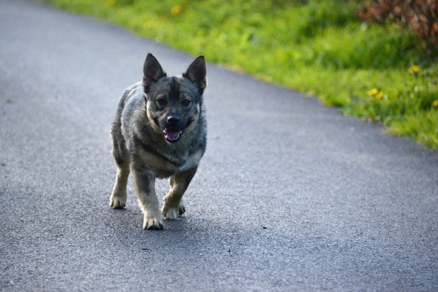 Publication : Los Nobles Del Norte