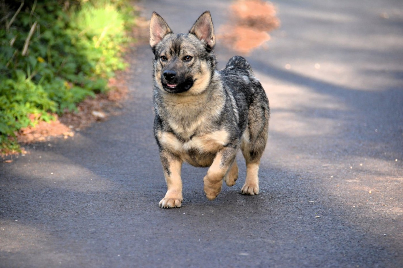 Publication : Los Nobles Del Norte