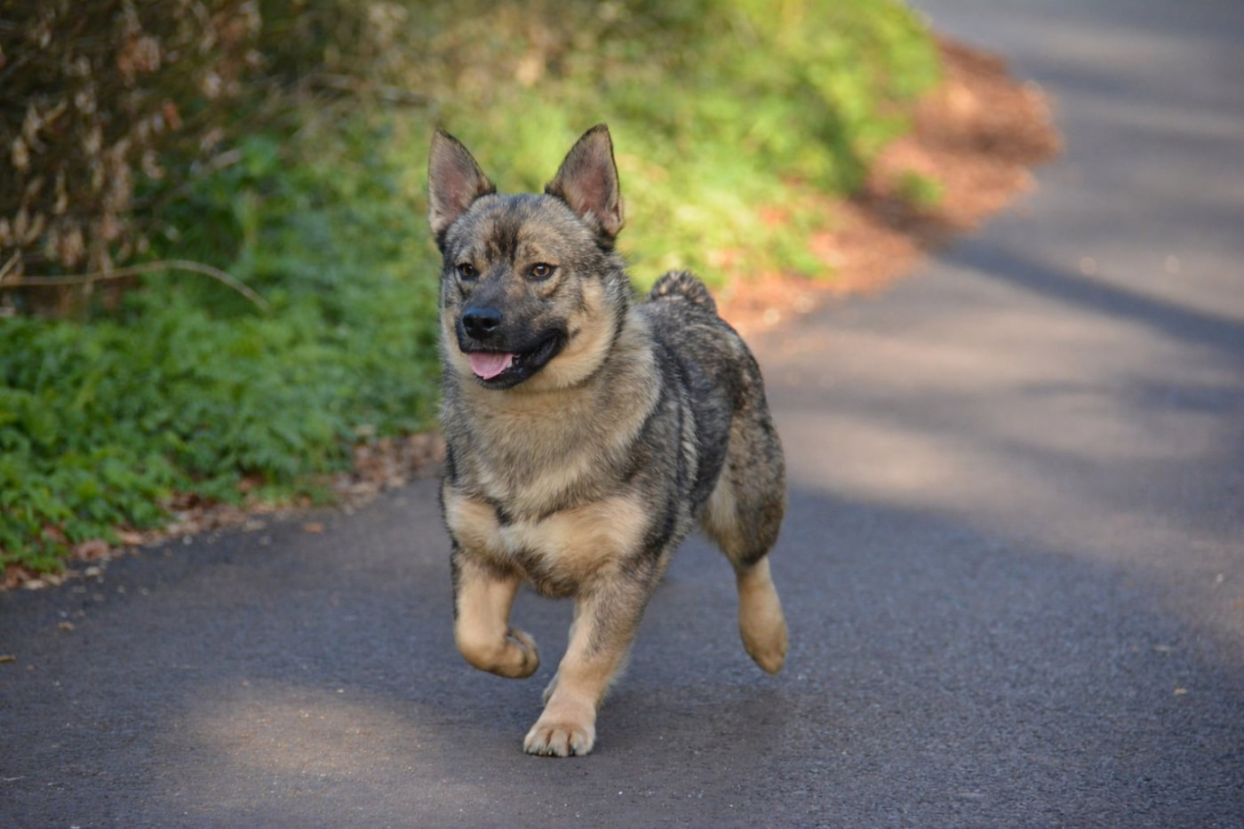 Publication : Los Nobles Del Norte