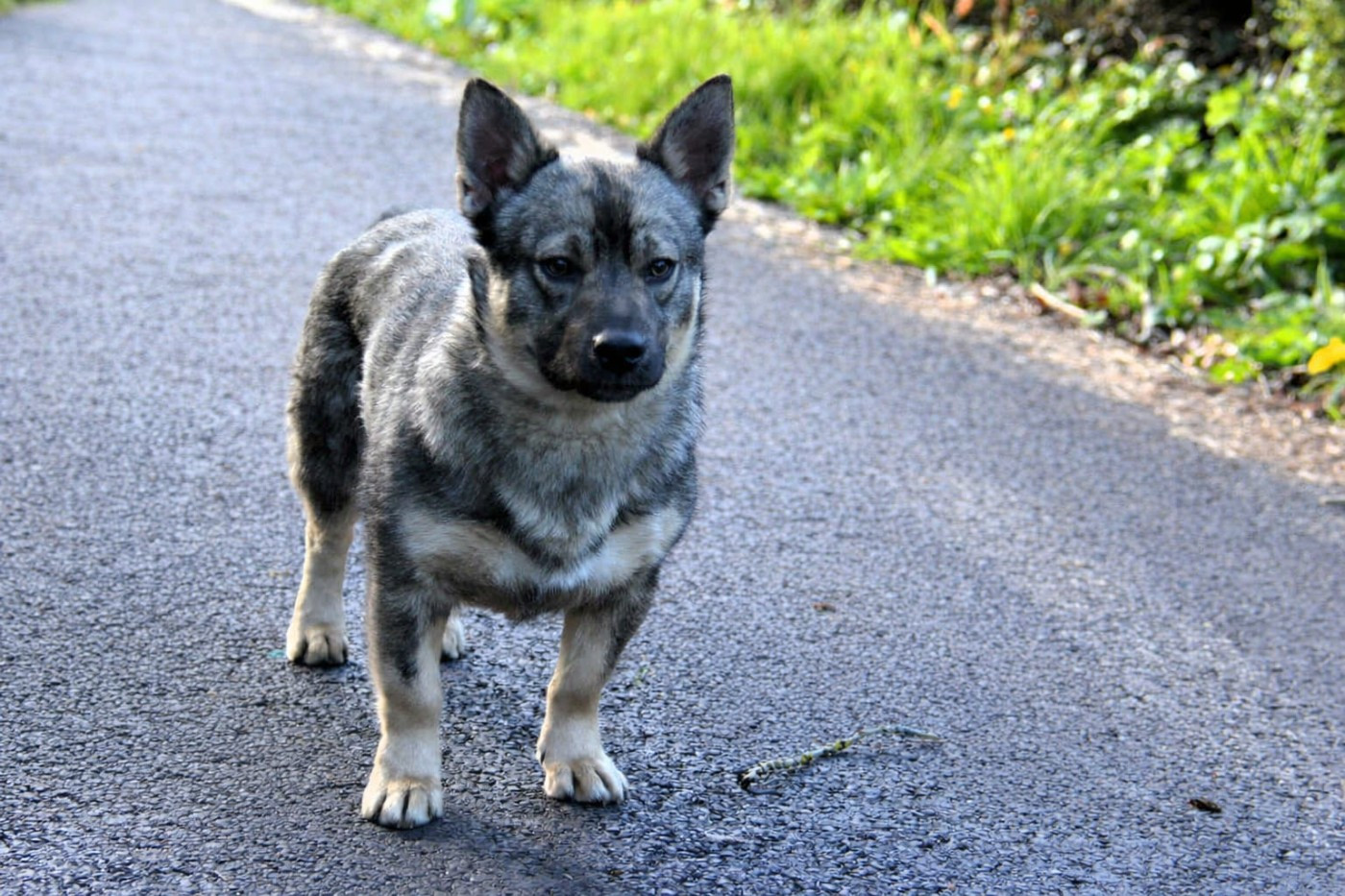 Publication : Los Nobles Del Norte