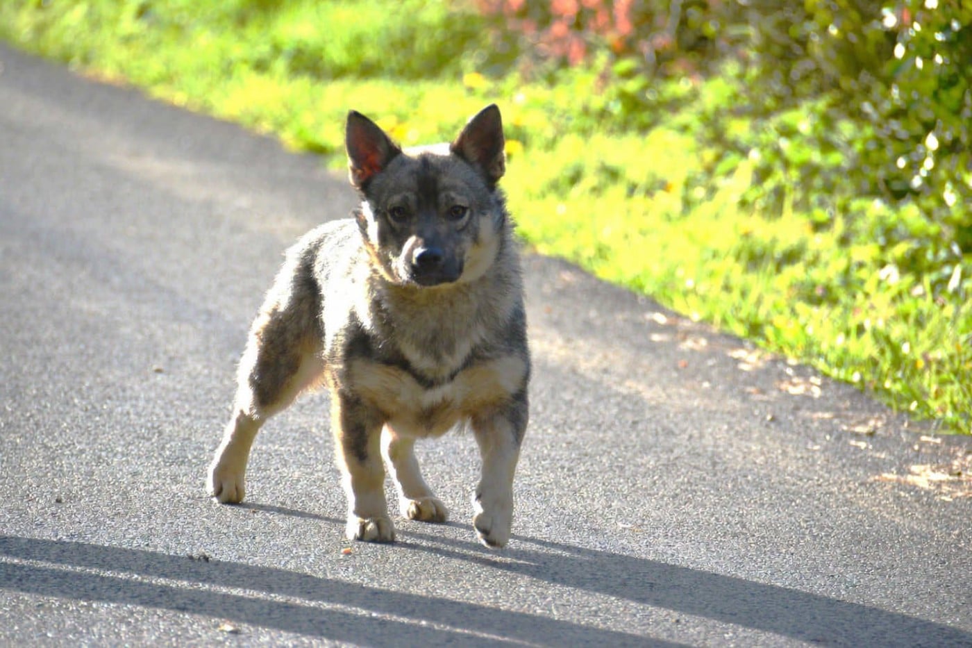 Publication : Los Nobles Del Norte