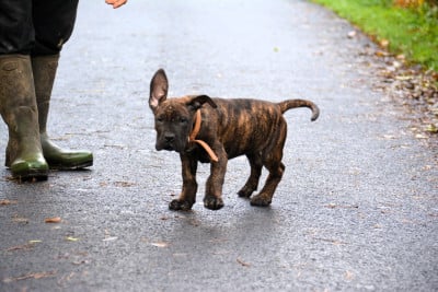 Les chiots de Dogo Canario