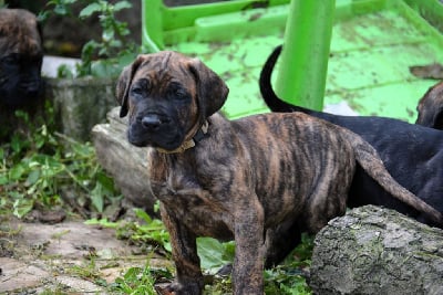 Les chiots de Dogo Canario