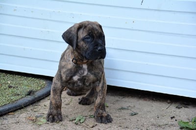 Les chiots de Dogo Canario