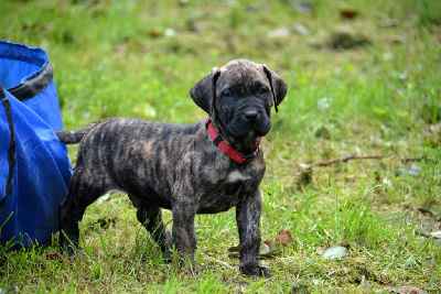 Les chiots de Dogo Canario