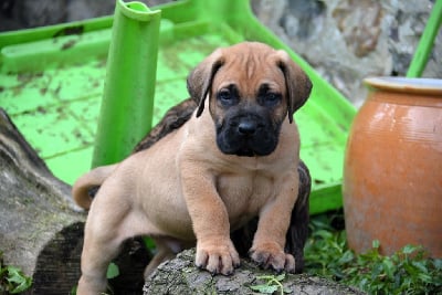 Les chiots de Dogo Canario