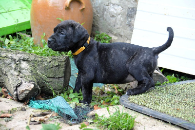 Les chiots de Dogo Canario