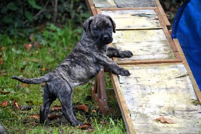 Les chiots de Dogo Canario