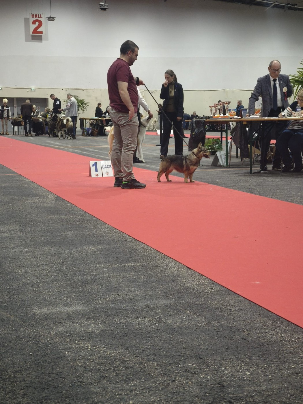 Videl Des coeurs d'alène - Classe intermédiaire - 1er Exc CACS BOS