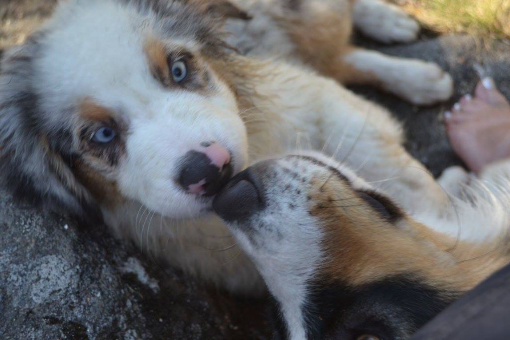 Accueil Elevage Du Coeur De Loumay Eleveur De Chiens