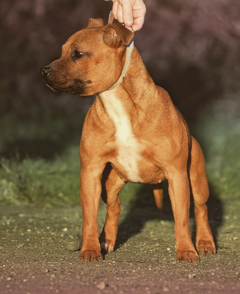 Auteur : Killy'Rena Dordogne staffie